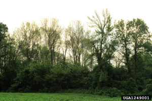 Ash trees dying from an EAB infestation. Photo: Troy Kimoto, Bugwood.org