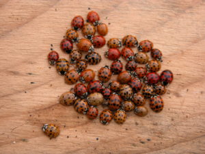 Multicolored Asian ladybeetles, true to their name, come in a range of colors, from orange to red, with a variety of spot sizes and numbers.
