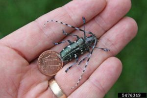 Asian longhorned beetle is a large beetle. They are smooth and shiny black with white spots and blotches on their wing covers. Photo by Joe Boggs, Ohio State University, bugwood.org