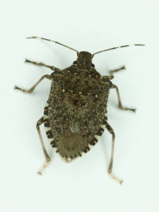 Adult brown marmorated stink bugs are ½ to ¾ inch long, brown with alternating white and black patches on the edge of the abdomen and white bands on the antennae and have smooth shoulders that lack spines.