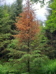 A balsam fir tree with a dead crown that has retained its needles.